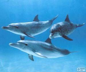 Puzzle Δελφίνια που κολυμπούν στο βυθό της θάλασσας
